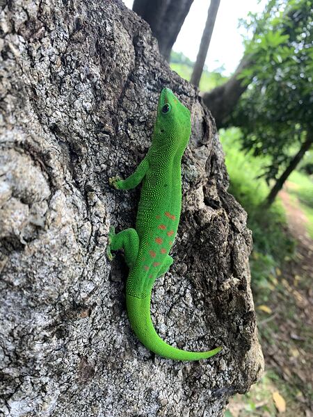 Gekon Phelsuma madagascariensis (Felsuma madagaskarská) je jedním z nejčastějších zvířat na Nosy be