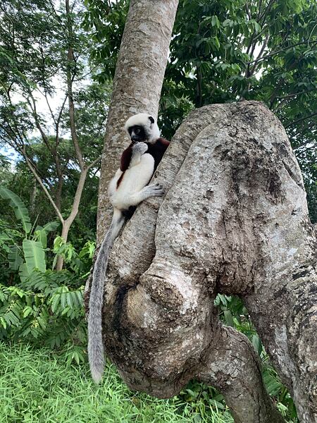 Nejznámějšími zvířaty Madagaskaru jsou lemuři. Na ostrově jich žije přes 100 druhů. Na fotce je Sifika Coquerelův, kterého jsem nafotil během mojí první madagaskarské cesty